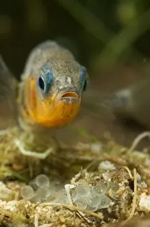 Father And Young Gallery: Three-spined Stickleback - male guarding its eggs