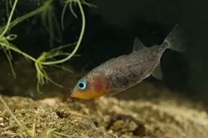 Images Dated 21st April 2010: Three-spined Stickleback - male guarding its eggs