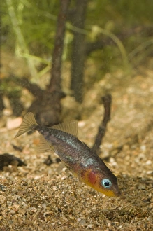Images Dated 19th April 2010: Three-spined Stickleback - nest building