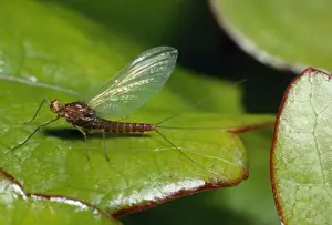 Mayfly Prints: Three-Tailed Mayfly - (Ephemeroptera) - UK