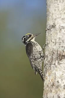 Images Dated 3rd September 2007: Three-Toed Woodpecker - Male