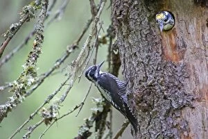 Three-toed Woodpecker pair at nest in old pine tree