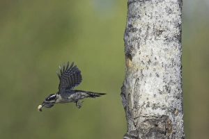 Images Dated 3rd September 2007: Three-Toed Woodpecker - Removing Excreta from Nest Hole