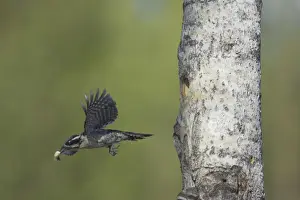 Three Toed Prints: Three-Toed Woodpecker - Removing Excreta from Nest Hole Picoides tridactylus Oulu Region