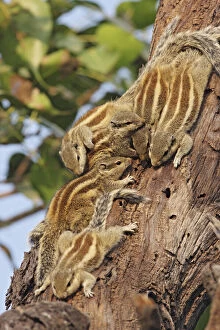 Threestriped Palm Squirrels cuddled together, Keoladeo