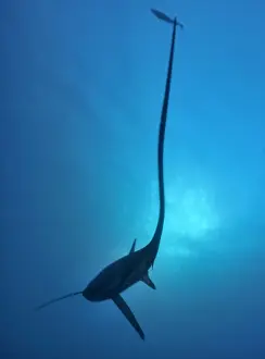 Thresher / Foxtail Shark - usually lives at depths over 200m & only sighted rarely - The Common Thresher Shark ranges in size from 16. 5 to 20ft long - Feeds on Squid & Fish corraling them with its elongated tail / stunning them with slaps