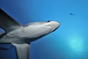 Thresher / Foxtail Shark - usually lives at depths over 200m & only sighted rarely - The Common Thresher Shark ranges in size from 16. 5 to 20ft long - Feeds on Squid & Fish corraling them with its elongated tail / stunning them with slaps