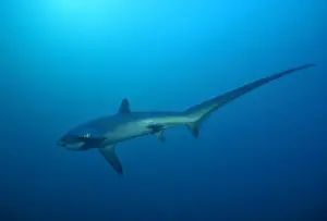 Thresher / Foxtail Shark - usually lives at depths over 200m & only sighted rarely - The Common Thresher Shark ranges in size from 16. 5 to 20ft long - Feeds on Squid & Fish corraling them with its elongated tail / stunning them with slaps