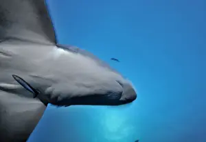 From Below Prints: Thresher / Foxtail Shark - usually lives at depths over 200m & only sighted rarely - The Common Thresher Shark ranges
