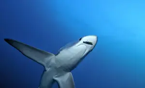 Thresher / Foxtail Shark - usually lives at depths over 200m & only sighted rarely - The Common Thresher Shark ranges in size from 16. 5 to 20ft long - Feeds on Squid & Fish corraling them with its elongated tail / stunning them with slaps