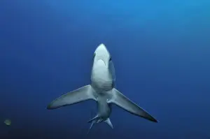 Thresher / Foxtail Shark - usually lives at depths over 200m & only sighted rarely - The Common Thresher Shark ranges in size from 16. 5 to 20ft long - Feeds on Squid & Fish corraling them with its elongated tail / stunning them with slaps