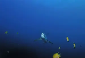 Thresher / Foxtail Shark - usually lives at depths over 200m & only sighted rarely - The Common Thresher Shark ranges in size from 16. 5 to 20ft long - Feeds on Squid & Fish corraling them with its elongated tail / stunning them with slaps