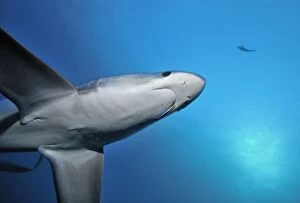 Sharks Collection: Thresher / Foxtail Shark - usually lives at depths over 200m & only sighted rarely - The Common