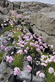 Images Dated 16th May 2010: Thrift - on coastal limestone pavement, The Burren; Eire