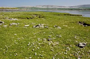 Thrift Prints: Thrift in coastal pasture/saltmarsh on the Rine sand and shingle spit