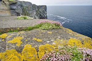 Armeria Gallery: Thrift covered cliffs
