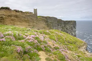 Thrift covered rocks - Marwick Head RSPB reserve - Mainland Orkney LA005214