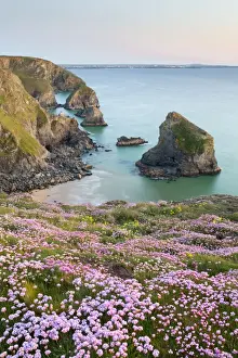 Landscapes Prints: Thrift - in flower - spring - sunset - Bedruthan Steps, Cornwall, UK