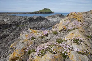 Outcrops Prints: Thrift flowers - on rocky outcrops - Worms Head The Gower South Wales UK