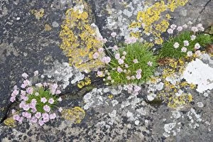 Images Dated 25th June 2010: Thrift - growing on coastal cliffs