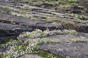 Images Dated 16th June 2010: Thrift - growing on coastal cliffs