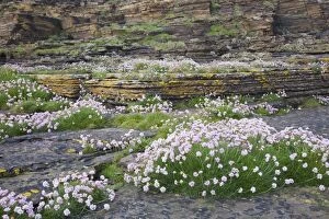 Images Dated 16th June 2010: Thrift - growing on coastal cliffs