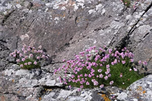 Thrift growing on lichen covered rocks on coast