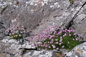 Purple Prints: Thrift growing on lichen covered rocks on coast Armeria maritima South Uist Outer Hebrides Scotland