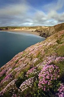 Vista Prints: Thrift - Holywell Bay - Cornwall - UK