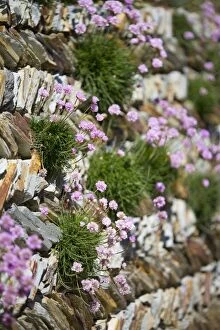 Armeria Gallery: Thrift - on wall