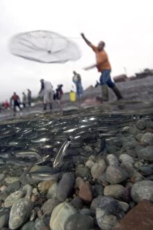 Throw net fishing for caplin / capelin which have