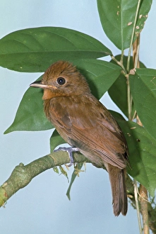Images Dated 7th February 2007: Thrush-like Manakin