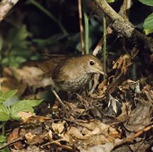 Thrush Nightingale