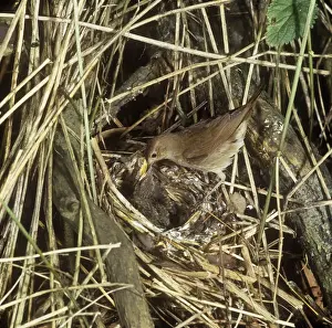Nightingales Prints: Thrush Nightingale - feeding chicks at nest