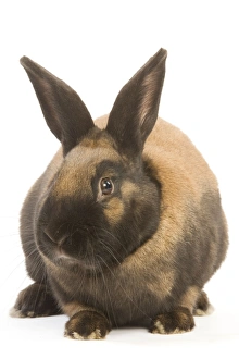 Thuringer Rabbit - in studio
