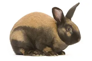 Small Pet Prints: Thuringer Rabbit - in studio Tattoo removed from ear