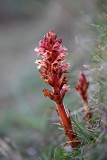 Images Dated 15th June 2006: Thyme Broomrape - Cornwall - UK