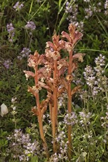 Images Dated 6th June 2014: Thyme Broomrape parasitic on Thyme Romania