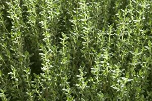 Images Dated 7th June 2006: Thyme - close-up