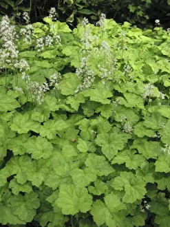 Tiarella cordifolia