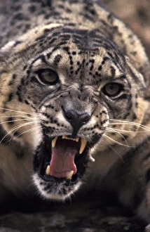 Tibet. Snow Leopard (Panthera uncia uncia)