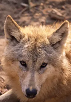 Tibetan / Asian Wolf