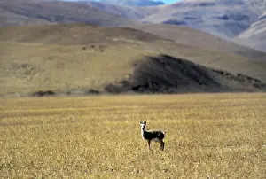 Gazelles Prints: Tibetan Gazelle - male - Tibet