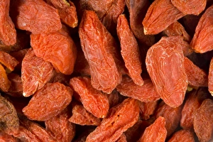 Images Dated 7th December 2008: Tibetan Goji berry or Wolf berry Lycium chinense. New superfruit with high levels of Vitamin C
