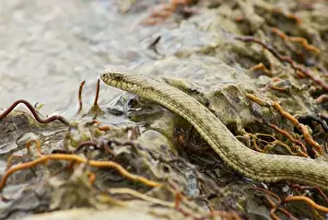 China Prints: Tibetan Hot Spring Snake at around 4000 meters on the high plateau - China