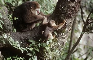 Images Dated 2nd July 2007: Tibetan / Pere David's / Chinese Stump-tailed / Milne-Edward's Macaque - grooming Mt Emei
