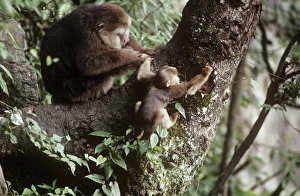 Images Dated 2nd July 2007: Tibetan / Pere David's / Chinese Stump-tailed / Milne-Edward's Macaque - grooming Mt Emei