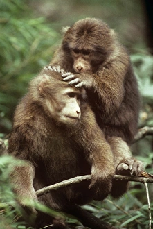 Images Dated 2nd July 2007: Tibetan / Pere David's / Chinese Stump-tailed / Milne-Edward's Macaque - grooming