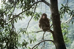 Images Dated 2nd July 2007: Tibetan / Pere David's / Chinese Stump-tailed / Milne-Edward's Macaque Mt Emei, Sichuan, China