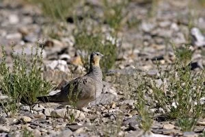 Images Dated 20th August 2005: Tibetan Sandgrouse (female)